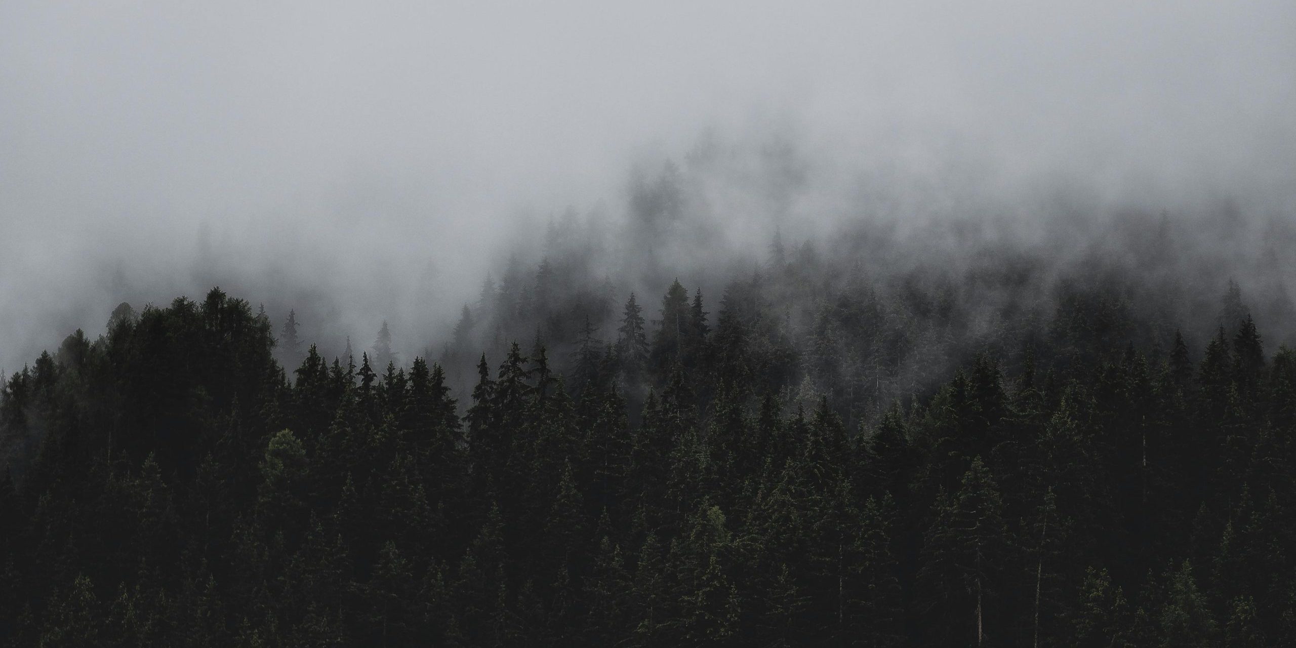 pexels-eberhardgross-1287075